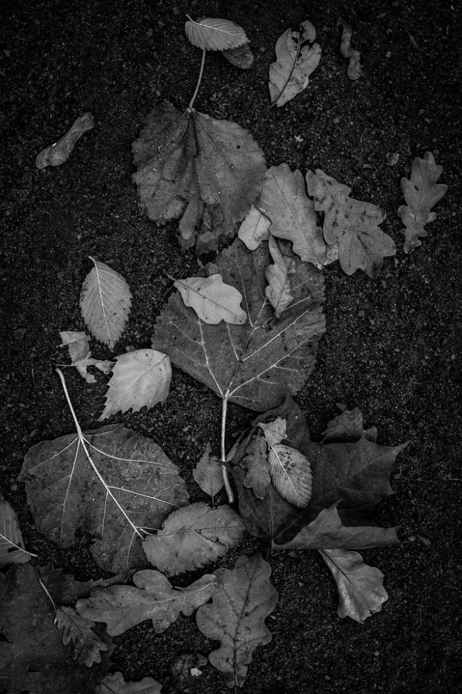 Peterhof, Russia, November 1, 2015. Dead as leaves.